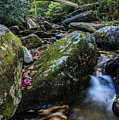 Eddy in the Stream